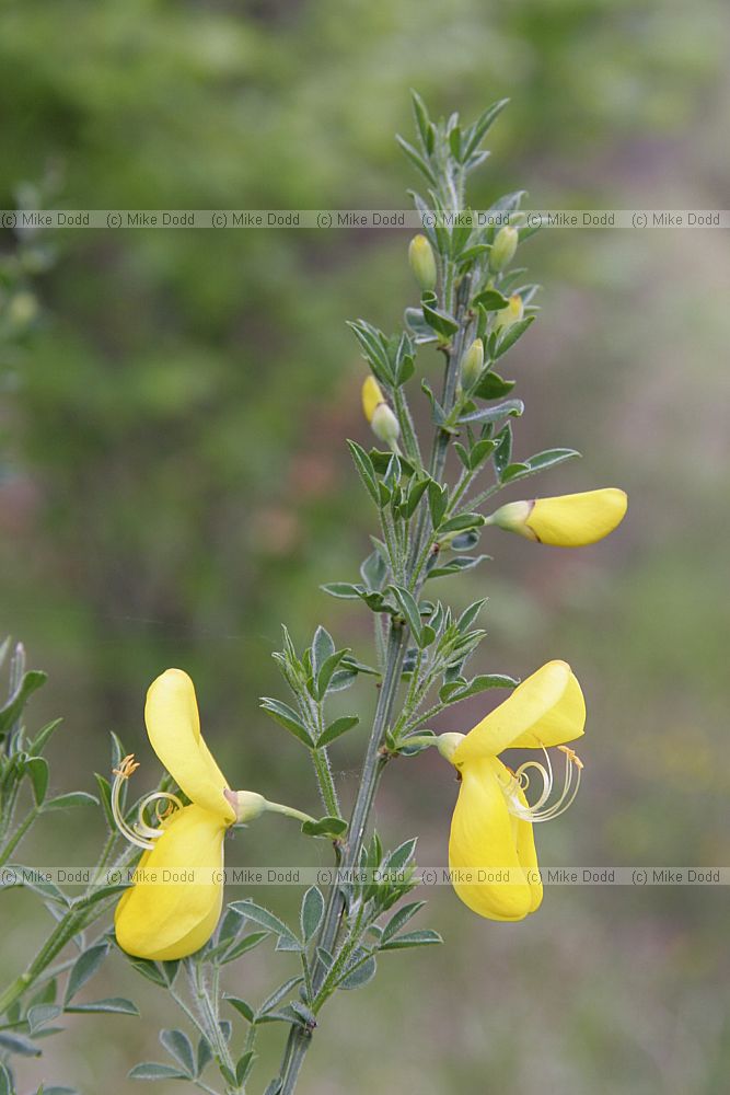 Cytisus scoparius broom (probably)