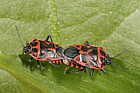 Eurydema dominulus Scarlet shieldbug