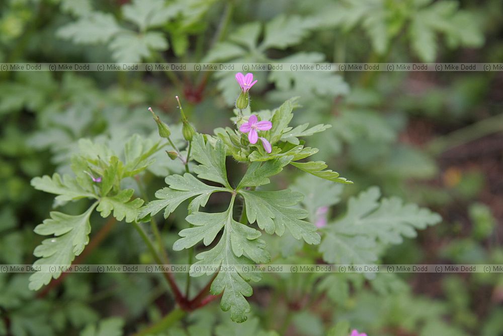 Geranium purpureum Little Robin (check)