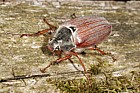 Melolontha melolontha cockchafer