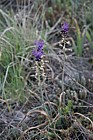 Muscari comosum Tassel Hyacinth