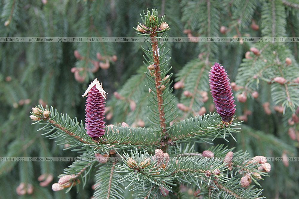 Picea Spruce