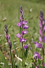 Polygala