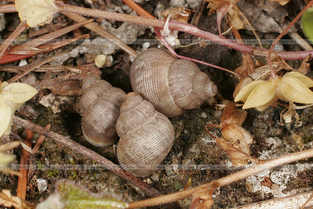 Pomatias elegans Round-mouthed snail