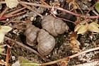 Pomatias elegans Round-mouthed snail