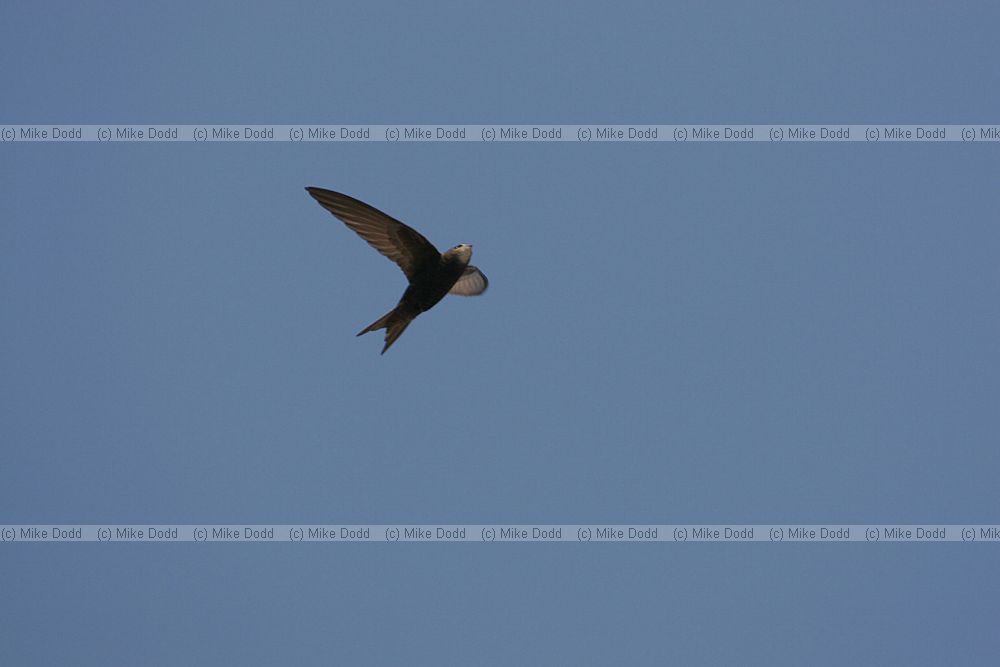Swift Apus apus