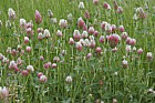 Trifolium incarnatum Crimson clover maybe cultivated form as used for fodder and naturalised along the trackside