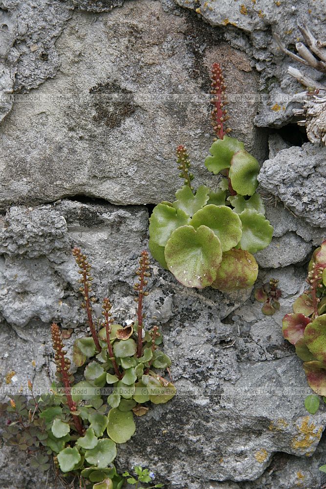 Umbilicus rupestris Navelwort