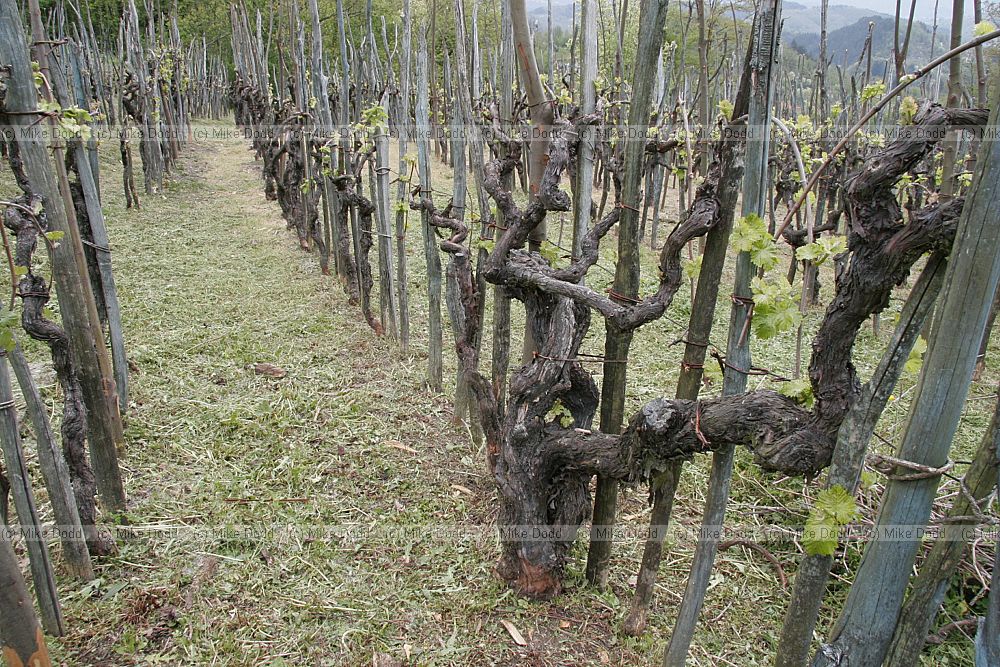 Vinyard