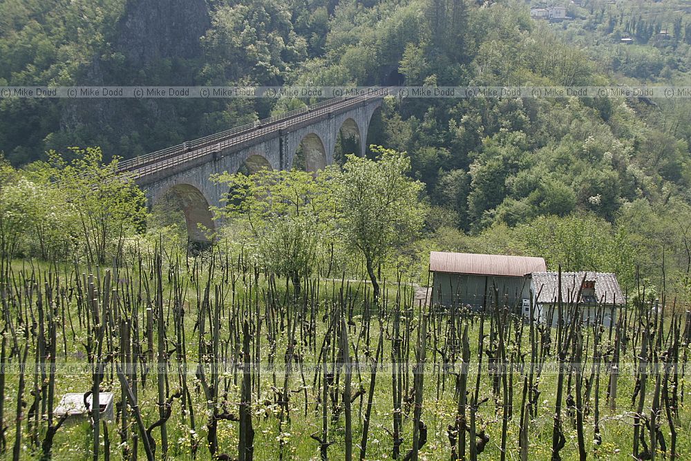 Vinyard and railway viaduct