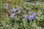 Viola riviniana Common dog violet (check)
