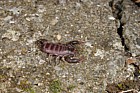 Euscorpius sp scorpion (check exact species)
