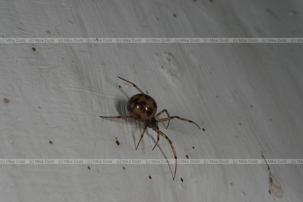 spider