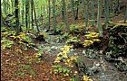 Beech wood Pania di Corfino autumn