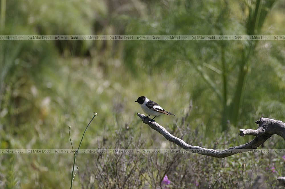 Collared flycatcher