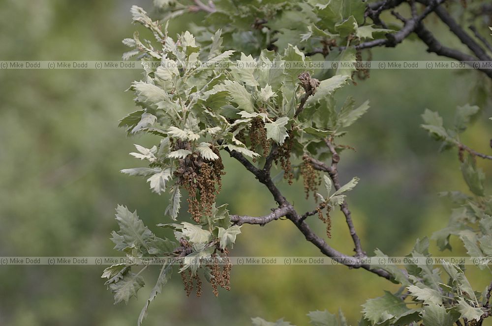 Quercus infectoria