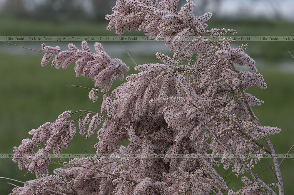 Tamarix sp.