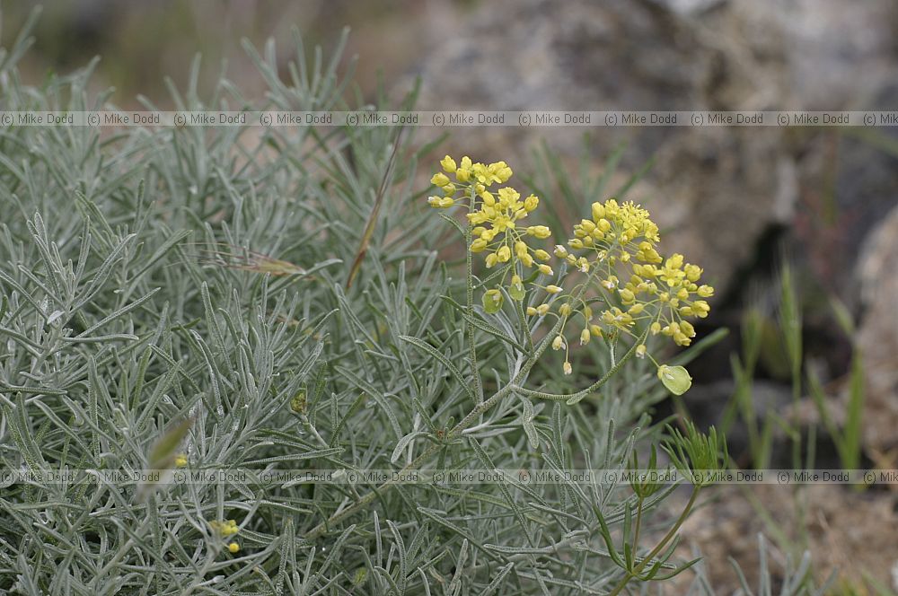 Alyssum