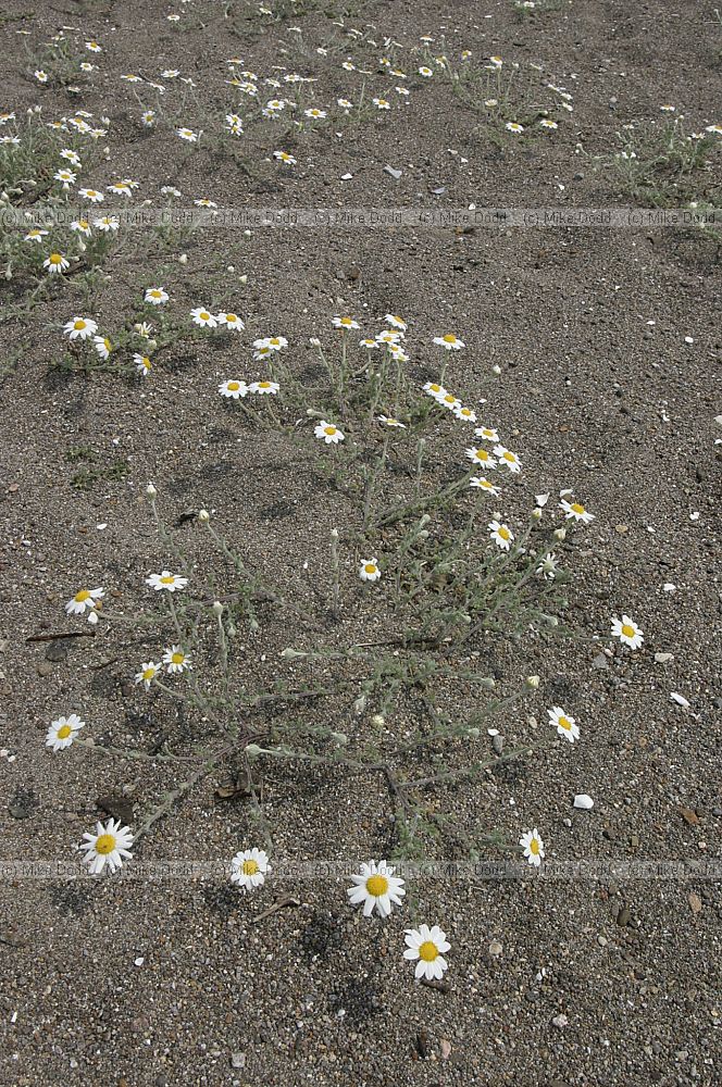 Anthemis tomentosa