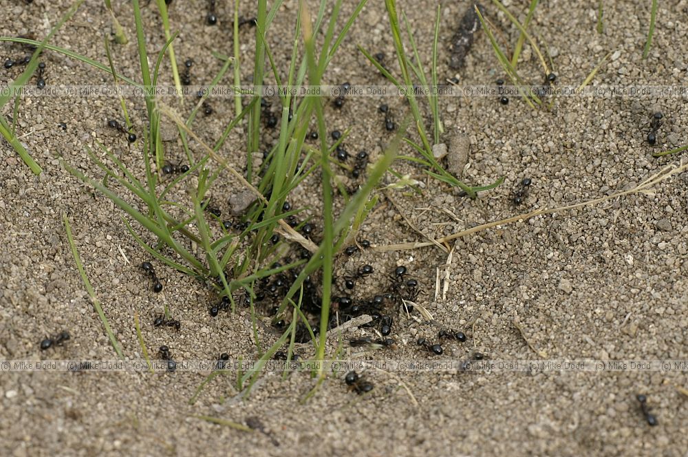 Ants