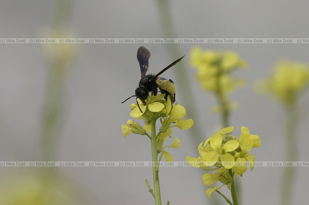 Bee