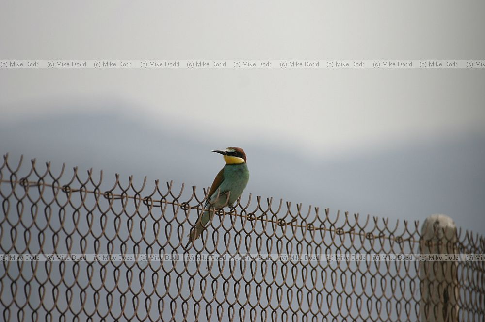 Bee eater