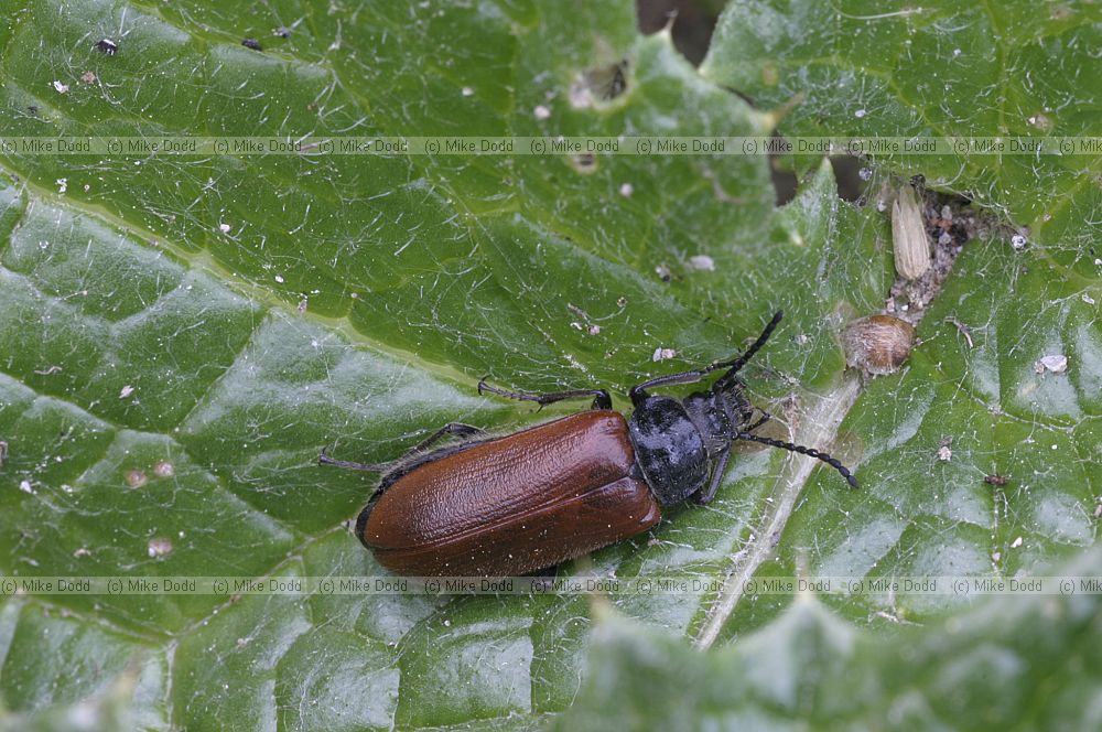 Beetle