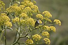 Blackcap