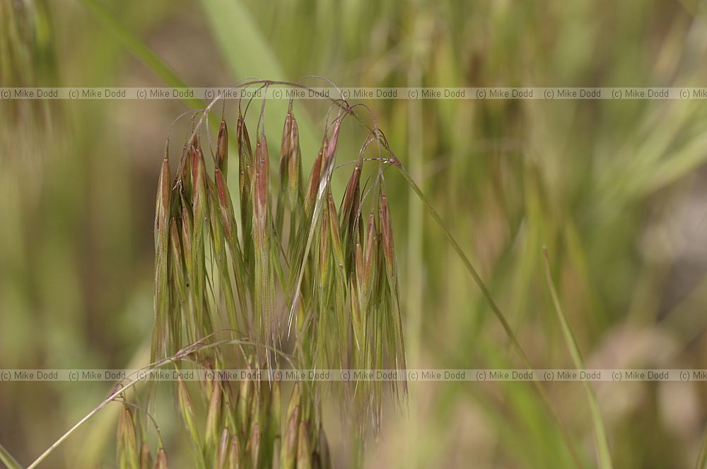 Bromus tectorum
