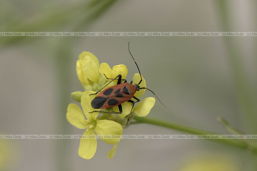 Bug