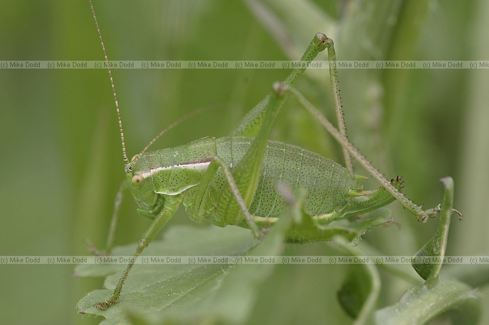 Bush cricket