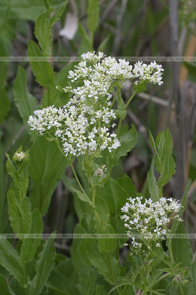 Cardaria draba