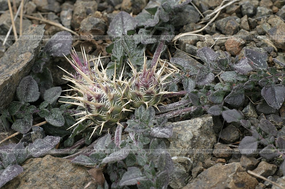 Centaurea