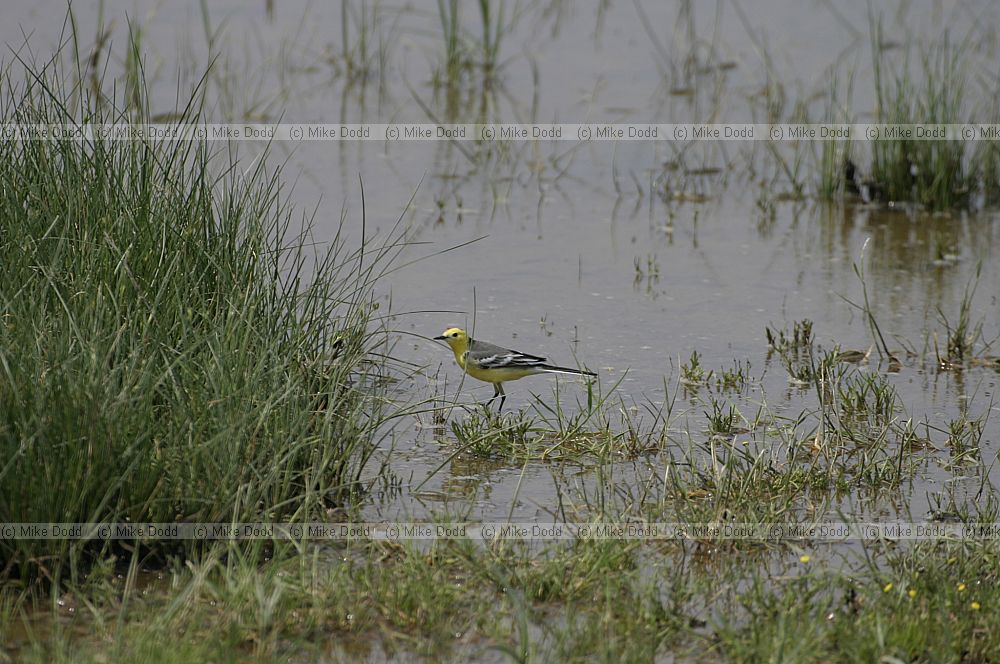Citrine wagtail
