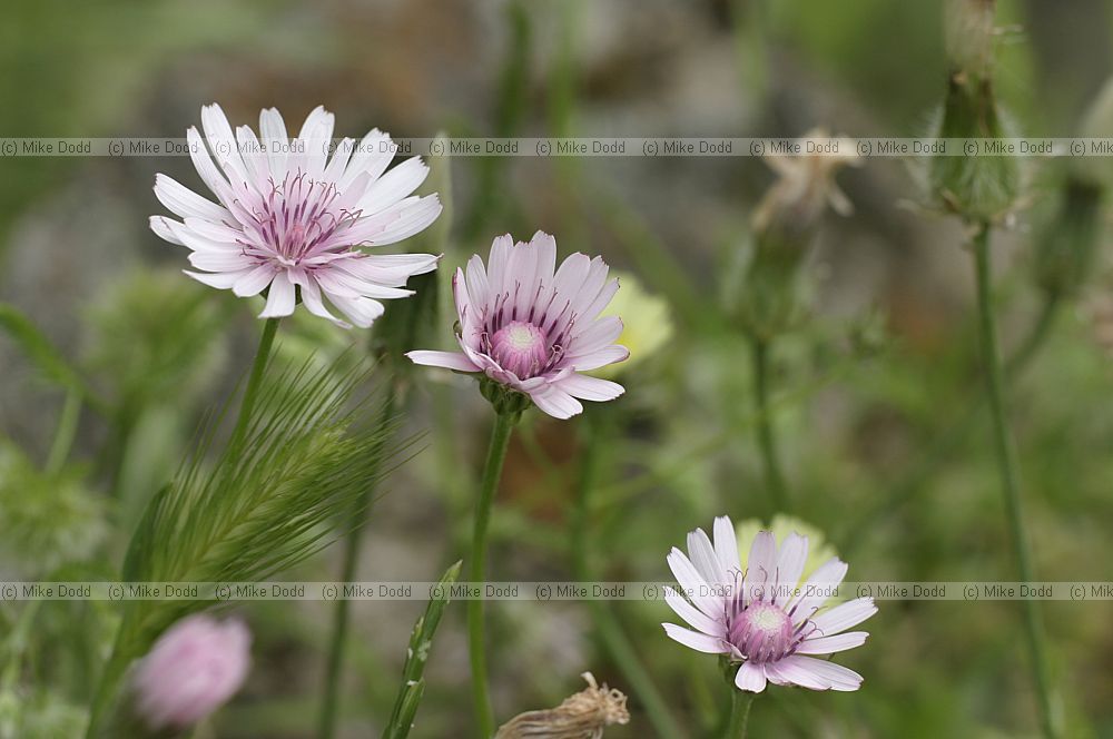 Crepis rubra