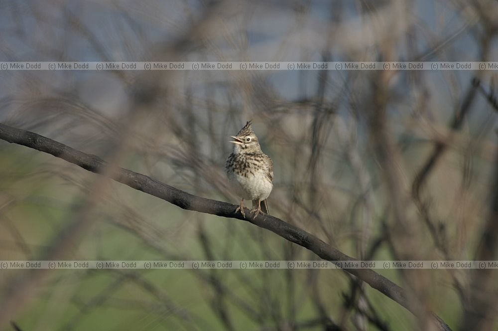 Crested lark