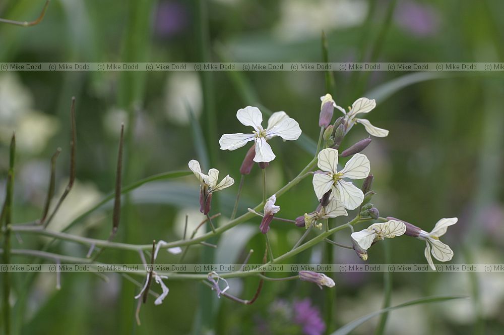 Eruca sativa