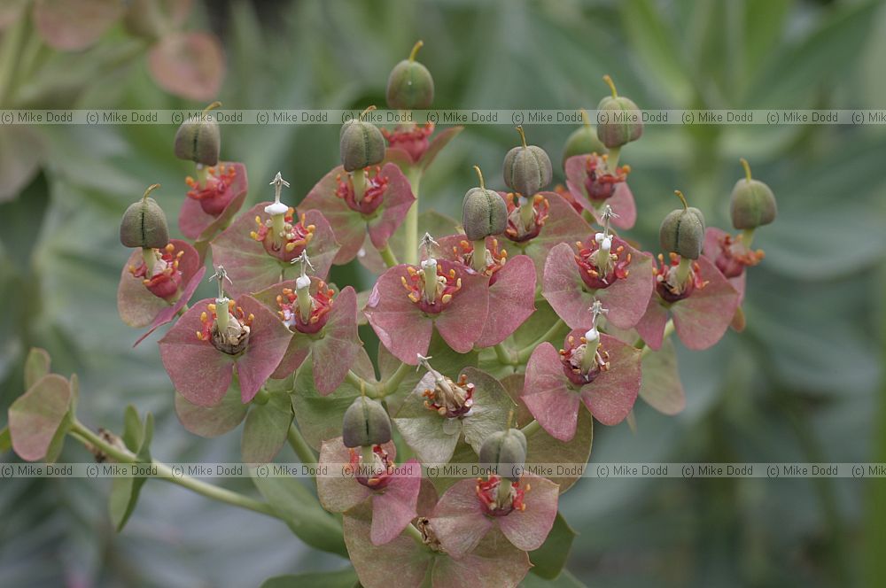 Euphorbia sp