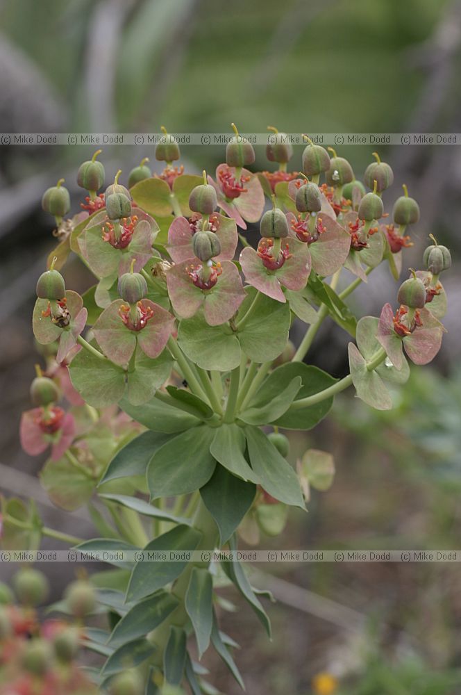 Euphorbia sp