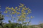 Ferula communis