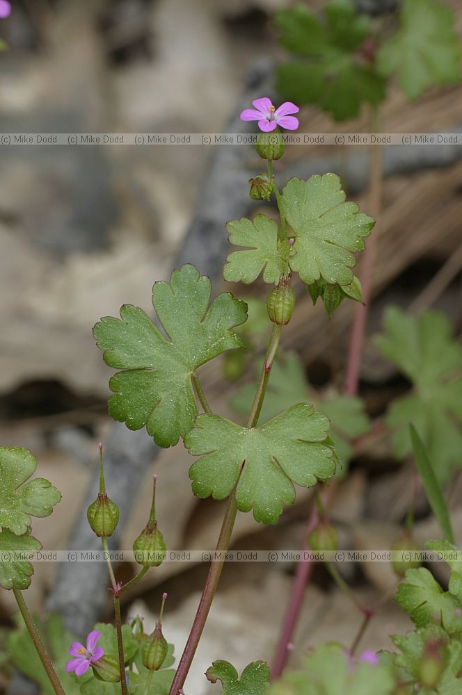 Geranium lucidum