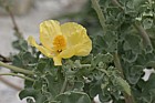 Glaucium flavum