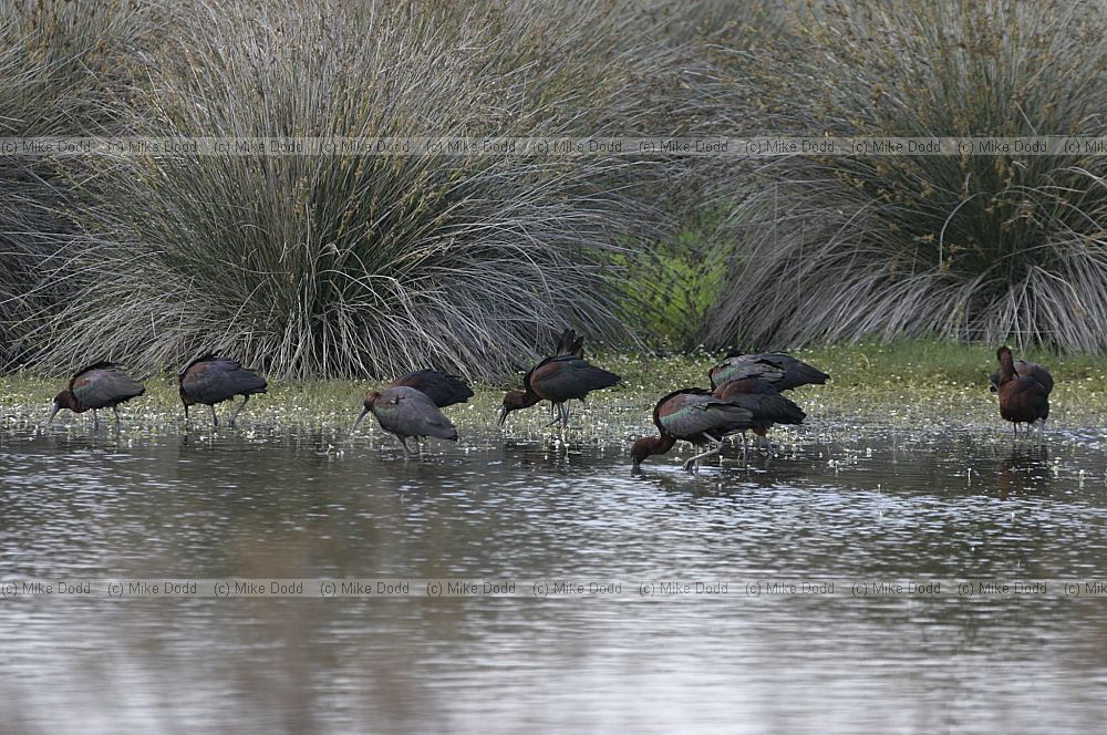 Glossy ibis