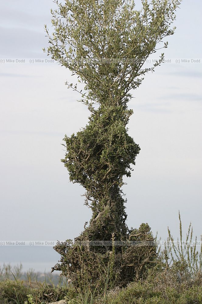 Grazed olive tree