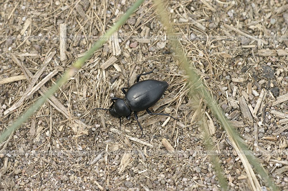 Ground beetle
