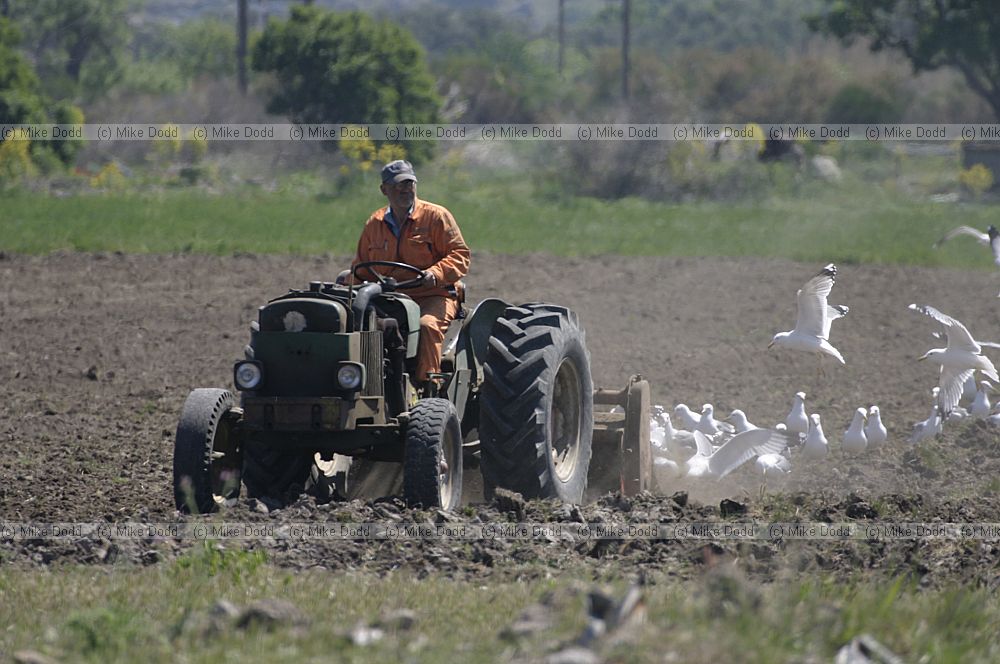 Gulls following tractor cultivation