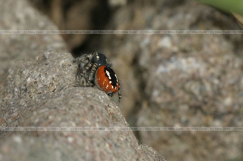 Jumping spider