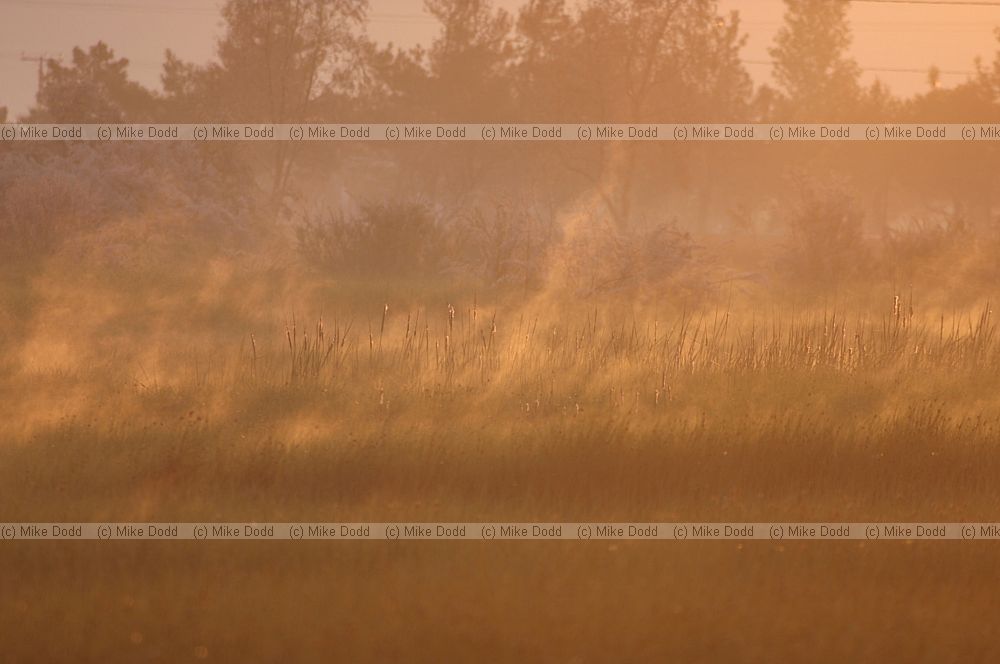 Marshy pool, Skala Kalloni, dawn