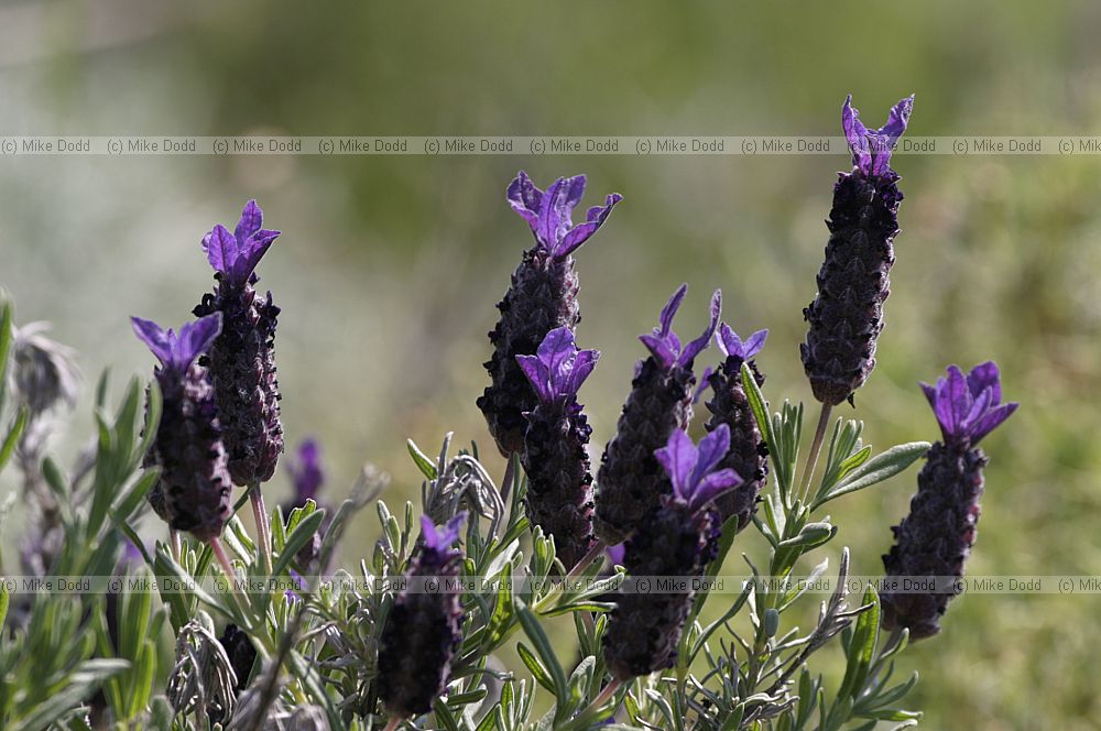 Lavandula stoechas