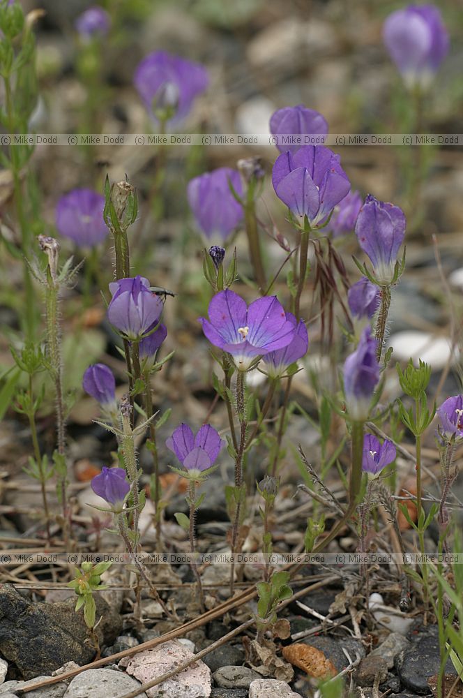 Legousia pentagonica